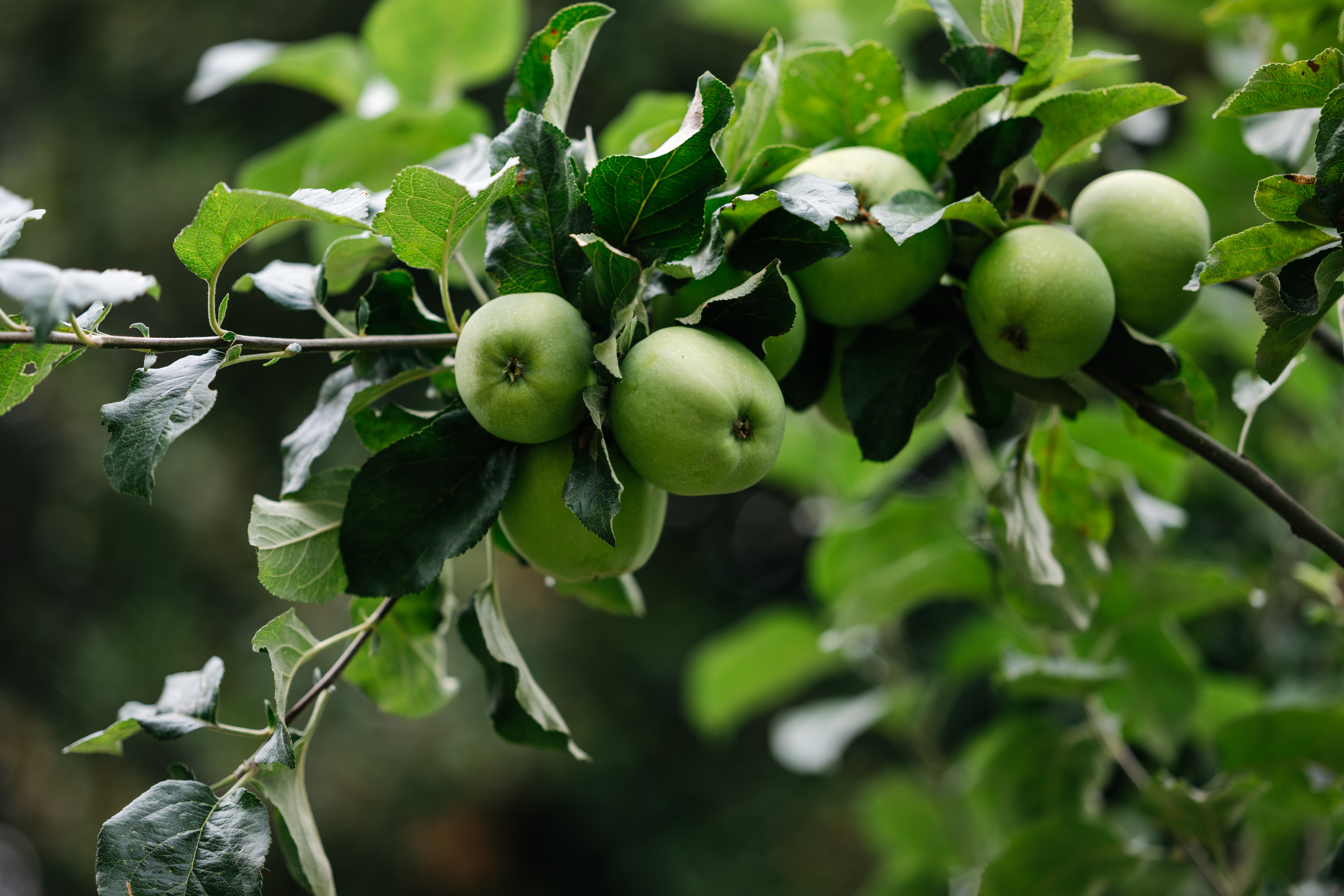 Gardenorchardgun 7